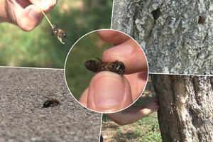 VELIKA KAO STRŠLJEN: Retka vrsta azijske pčele zaposela park u Srbiji GRAĐANI OTKRILI VELIKO GNEZDO U STABLU (VIDEO)