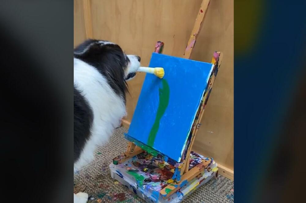 PAS POKORIO INTERNET: Uzeo četkicu i boju, pa naslikao UMETNIČKO DELO! Ljudi ostali u neverici kada su videli njegovo umeće! VIDEO