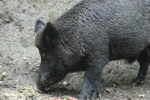 SVAKE GODINE ISTE MUKE ZA MEŠTANE RUDNIKA: Divlje svinje uništile su im parcele, a berba kukuruza još nije počela