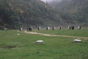 NE IDI DALJE, GAĐA SE! Policija održava vežbu bojevog gađanja na jugu Srbije