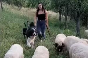 NAŠE ČUVAJU BUTIKE I TRAFIKE PO GRADU, OVCE NEĆE: Komentar na snimak lepe rumunske čobanice izazvao buru na našim mrežama (VIDEO)