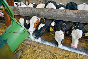 IRSKI FARMERI UPOZORAVAJU: Moraćemo da žrtvujemo krave da ispunimo emisijski cilj da smanjimo CO 2 u Uniji