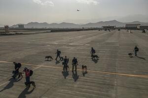 I OVO JE SLIKA SA AERODROMA U KABULU: Vojni psi SAD spremno čekaju na evakuaciju iz Avganistana FOTO