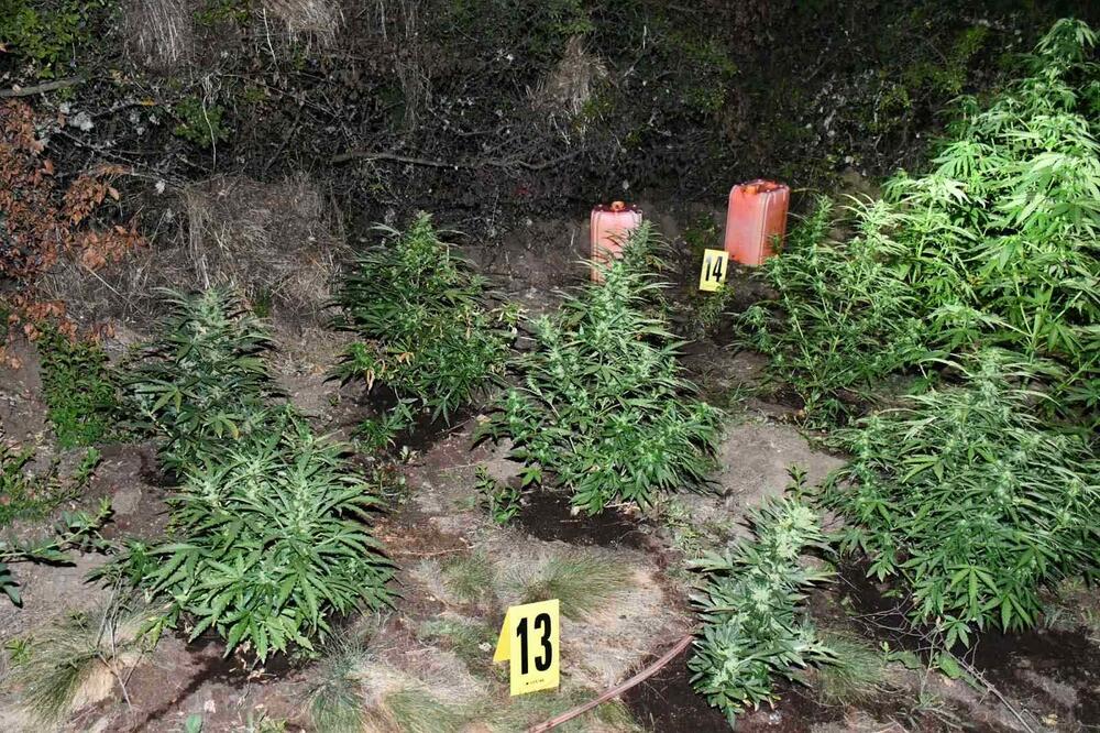 UHAPŠEN DOK JE ZALIVAO DROGU: Policija zatekla muškarca iz Merošine sa 73 stabljike kanabisa