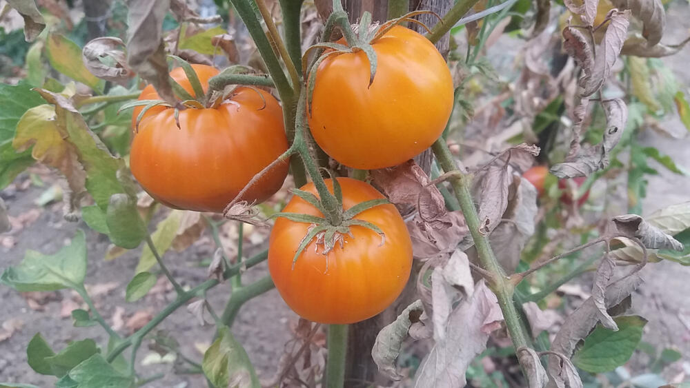 crni paradajz