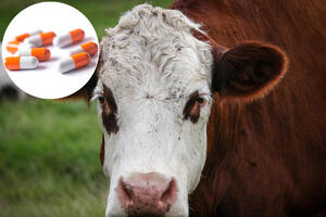 VI NISTE NI KONJ NI KRAVA: Američka FDA upozorila da se za lečenje korone ne koriste lekovi za životinje! VIDEO