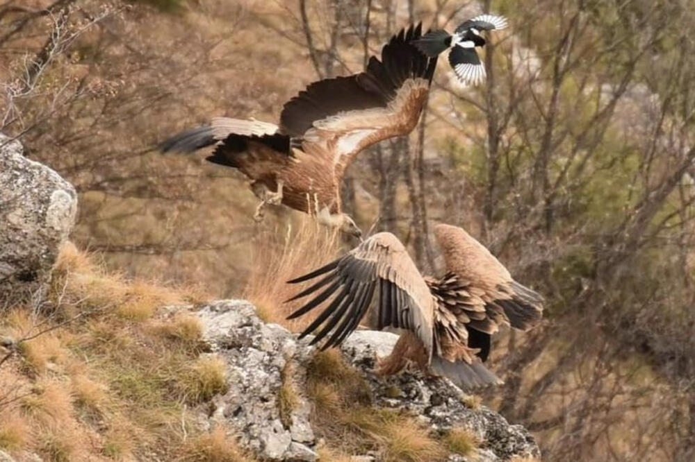 BORBA ZA KRALJEVE SRPSKOG NEBA: Veličanstvenim pticama hranilište Kašan je IZVOR ŽIVOTA u kanjonu Mileševke (FOTO)