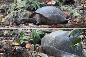 JEZIV I NEVEROVATAN VIDEO Džinovska kornjača sa Sejšela prvi put ikada snimljena kako napada i proždire ptića