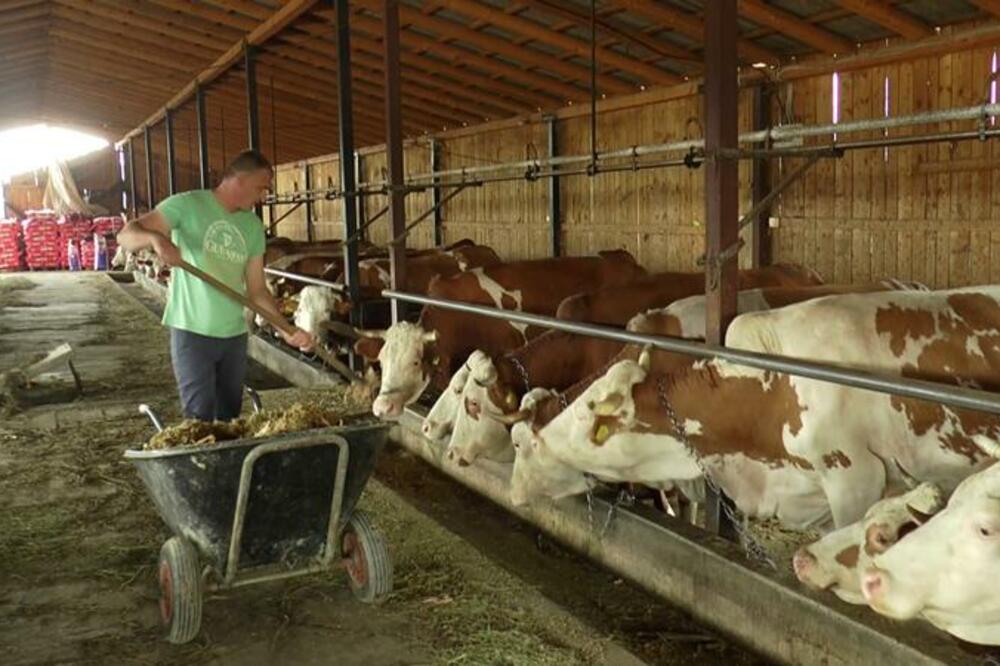 MILANU RADNI DAN TRAJE OD JUTRA DO MRAKA: U štali ima čak 120 krava, a dnevno izmuze i do 1.500 litara mleka (FOTO)