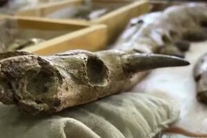 ZANIMLJIVO OTKRIĆE U Egiptu pronađen skelet četvoronožnog kita, mogao je i da pliva i da hoda VIDEO