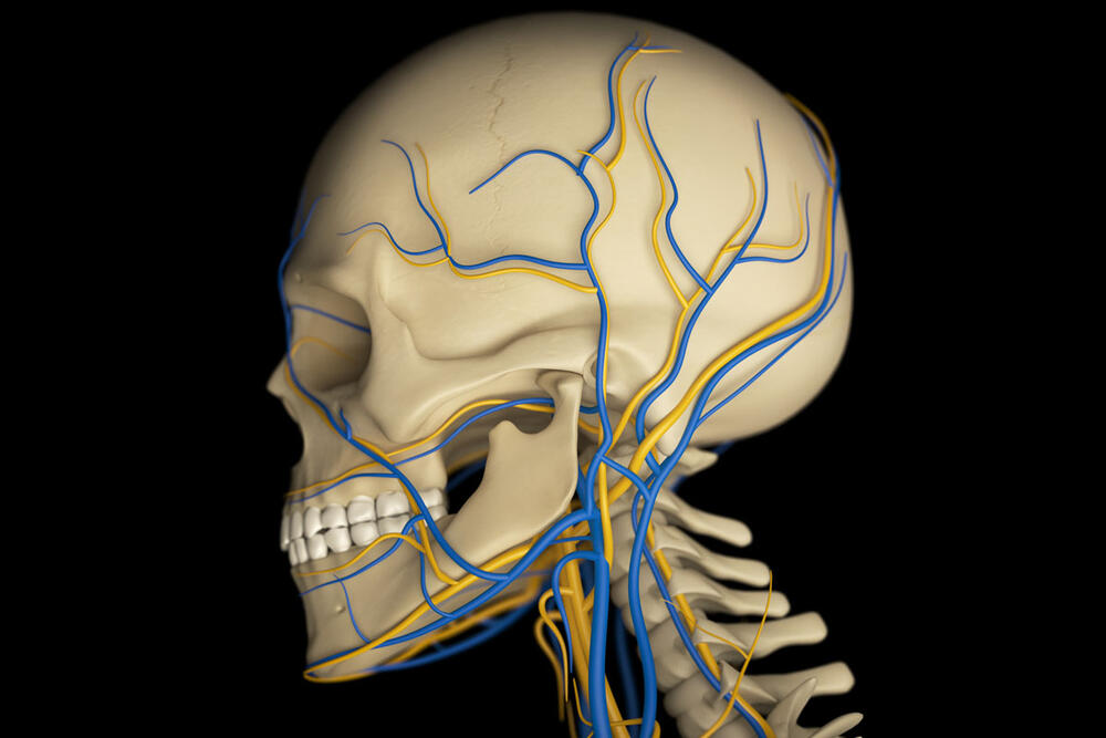 ljudski skelet