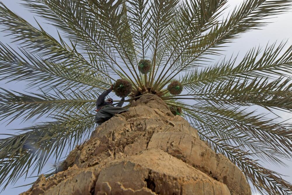 PLAKAO SAM KADA SAM VIDEO MRTVO DRVEĆE: Kako je propao multimilionski projekat Milion stabala princa Dubaija