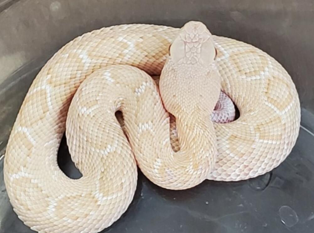 zmija, bela zmija
