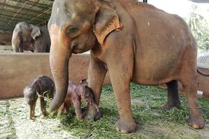 PRAVA RETKOST: U skloništu za slonove na svet došli blizanci! FOTO, VIDEO