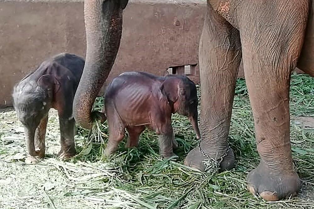 0629630017, slon, blizanci, Šri Lanka