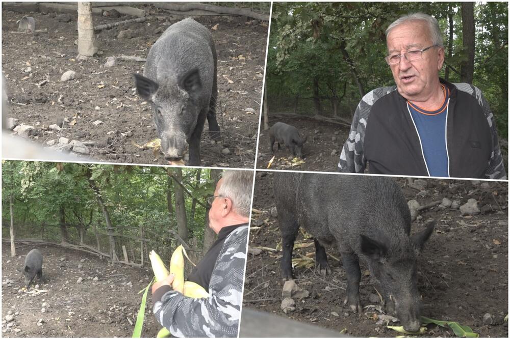 TRAŽI SE DEVOJKA ZA MIĆKA: Tomo iz Kačulice već 8 godina čuva divljeg vepra od 200 kg kao KUĆNOG LJUBIMCA (FOTO)