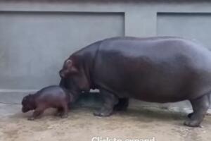 NAJLEPŠI SNIMAK IZ BEOGRADA: Rodio se mali nilski konj u Beo zoo-vrtu! Pogledajte snimak bebe s mama Julkom! (VIDEO)