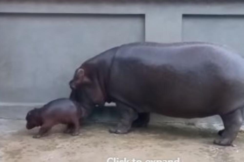 NAJLEPŠI SNIMAK IZ BEOGRADA: Rodio se mali nilski konj u Beo zoo-vrtu! Pogledajte snimak bebe s mama Julkom! (VIDEO)
