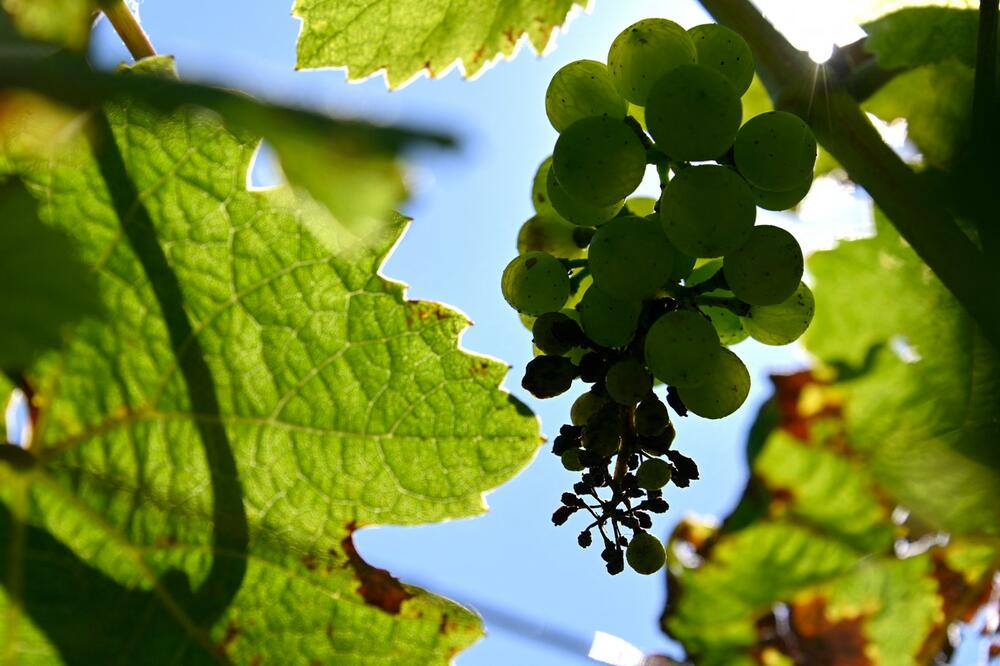 VINOGRADI POHARANI: Francuska očekuje najslabiju proizvodnju vina u svojoj istoriji