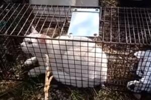 FILMSKA PRIČA, NIŠLIJI VOJKANU SRCE PUNO: Ovo je njegov mačak Sofio kog je našao u kanjonu Morače posle mesec dana potrage (VIDEO)