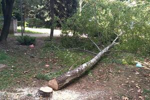 NEVIĐEN VANDALIZAM U NOVOM BEOGRADU: Nepoznati počinioci testerom ISEKLI BREZU visoku 8 metara (FOTO)