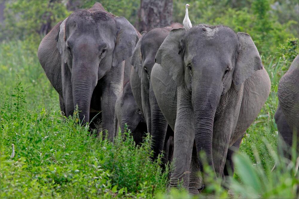 0425490972, azijski slon, slonovi