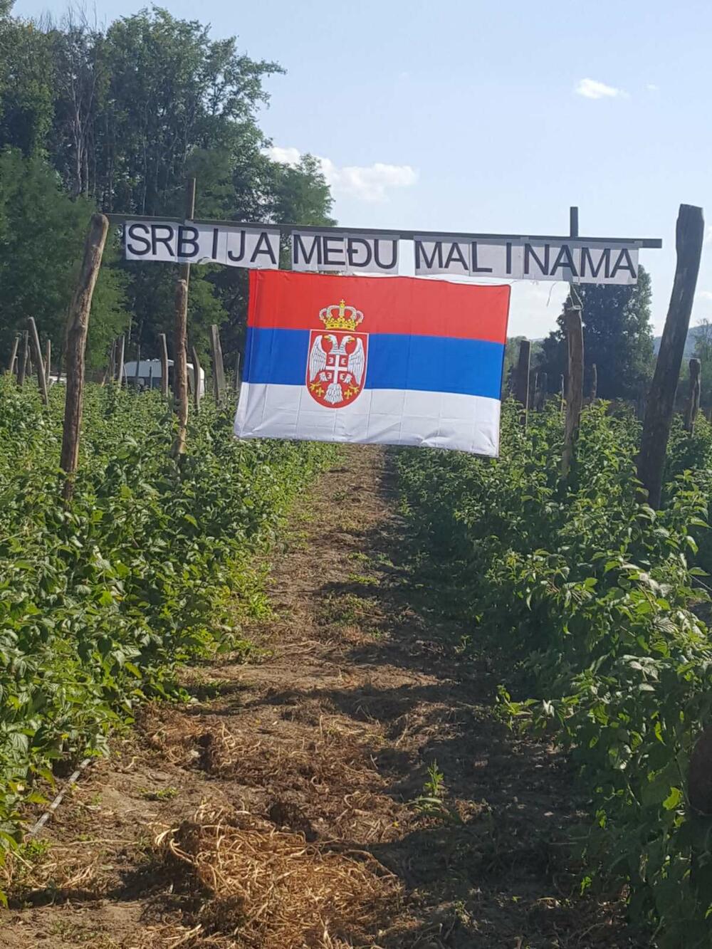 Dan srpskog jedinstva, Arilje, zastava, zastava Srbije, trobojka
