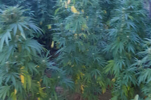 UHAPŠEN DVOJAC IZ ZRENJANINA: U dvorištu vikendice policija pronašla zasad od 34 stabljike marihuane