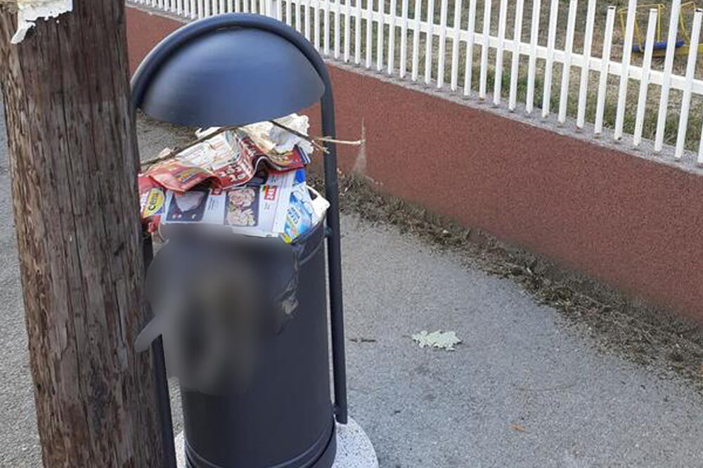 UŽAS U LESKOVCU: Leš mrtve mačke više dana stoji u kanti za đubre ispred vrtića, dok se širi nesnosan smrad (UZNEMIRUJUĆI FOTO)