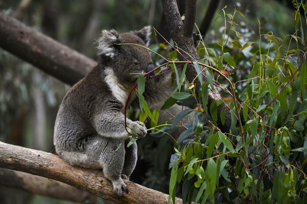 NAUČNICI IZDALI DRAMATIČNO UPOZORENJE: Koalama preti izumiranje! Preostalo ih je oko 30.000 u divljini