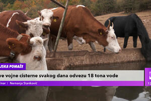 EKSKLUZIVNI SNIMCI SA SUVE PLANINE! Sa VOJSKOM smo nosili vodu na pojilo za 800 krava i 200 konja: Zabeležene POTRESNE slike