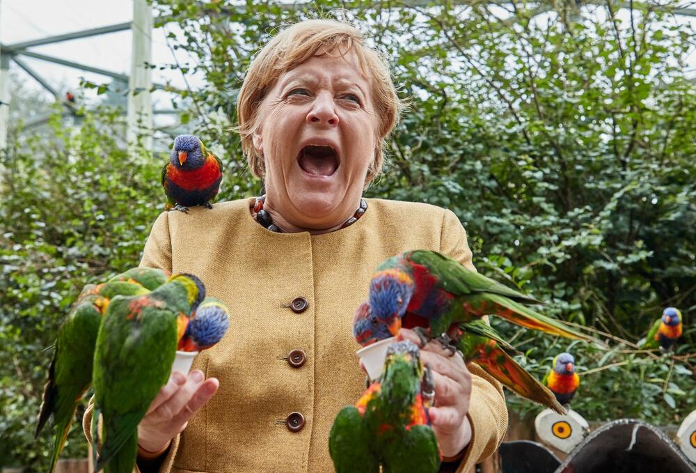 0633782902, Angela Merkel, papagaji
