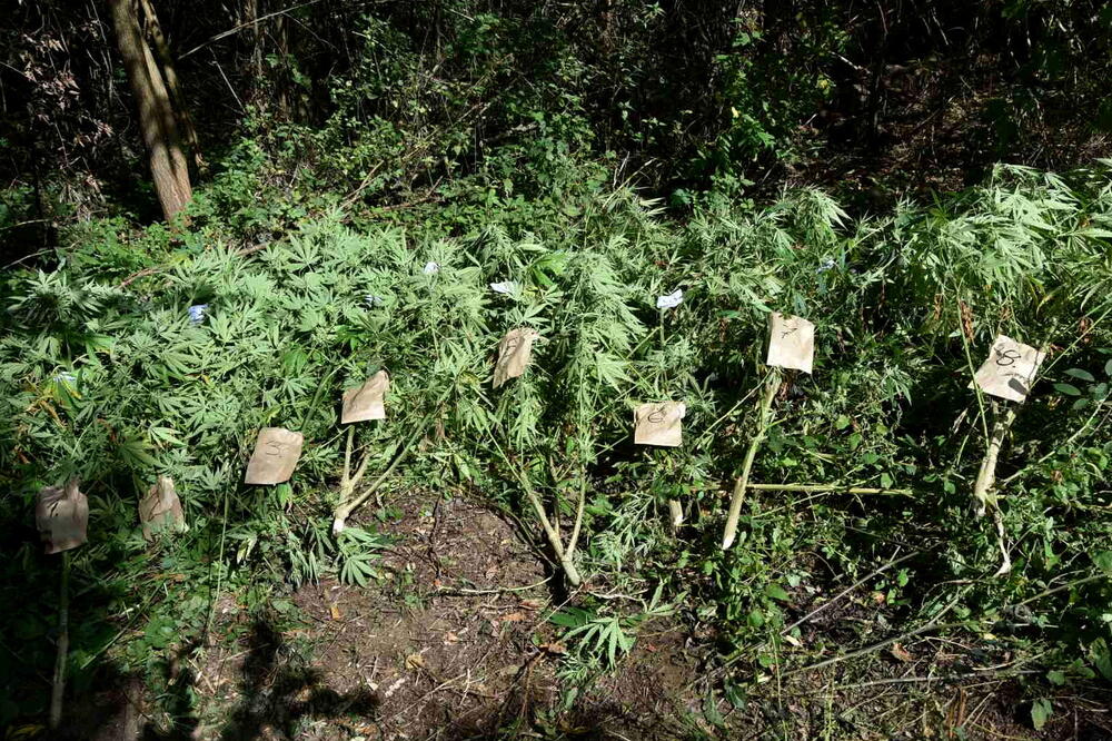 PAO DILER U PROKUPLJU: Policija mu u zasadu našla stabljiku indijske konoplje tešku 32 kilograma