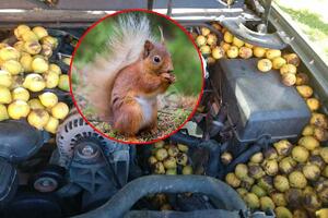 KO JE OVDE LOPOV: Veverica oborila rekord u količini oraha koji svake godine skriva u njegovoj haubi! MISTERIJA zašto bira baš to!