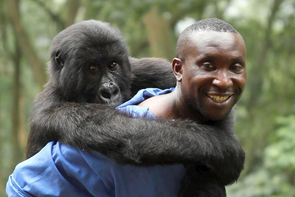 TUGA: Gorila čiji je selfi postao viralan i koja je osvojila srca miliona, uginula u naručju čoveka koji ju je spasao kao bebu