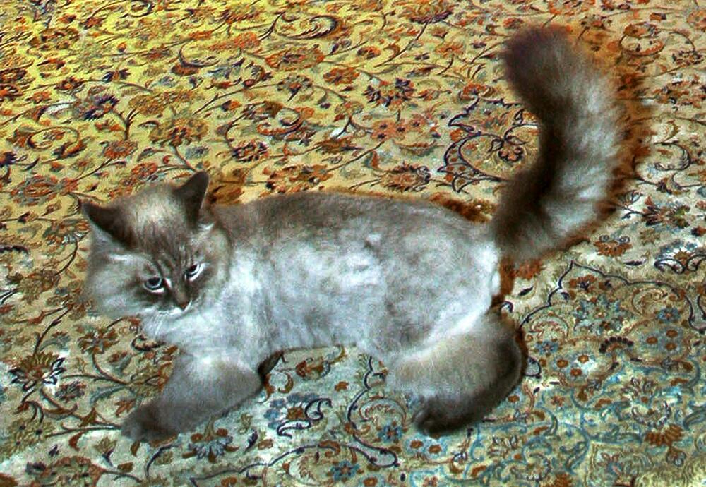 Dorofej, mačka Dmitrija Medvedeva