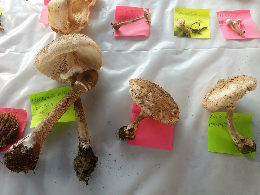 gljive, gljiva, pečurke, izložba gljiva