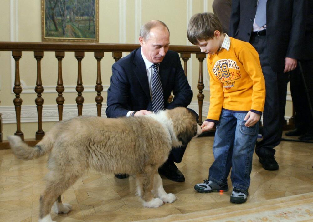 0088252492, Vladimir Putin, pas, ovčar Bafi, Dima Sokolov, dečak