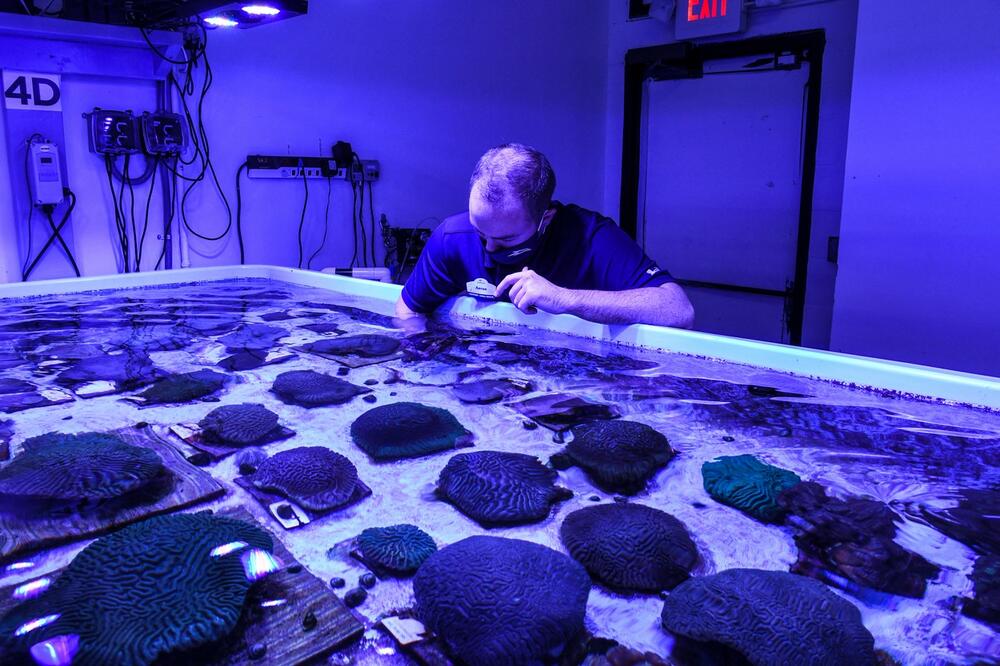 U OVOJ PROSTORIJI JE BUDUĆNOST: Naučnici sa Floride stvorili veštački koralni greben kako bi ga sačuvali od misteriozne bolesti
