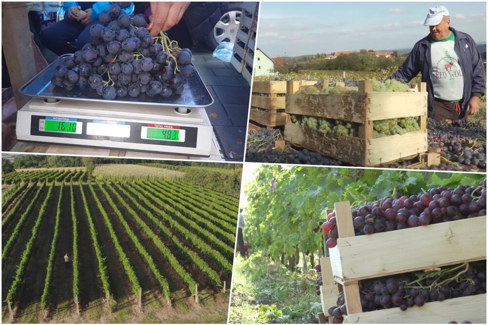 REKORD U TOPOLI: Jedan grozd težak skoro 2 kilograma! Grožđe kod Glišića triput veće od proseka (FOTO)
