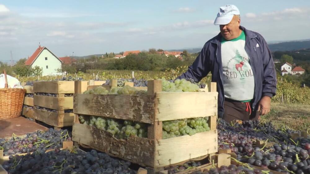 Topola, grožđe, Aleksandar Glišić