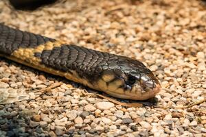 ŠOKANTAN SNIMAK Krotitelja zmija u Indiji ujela kraljevska kobra VIDEO