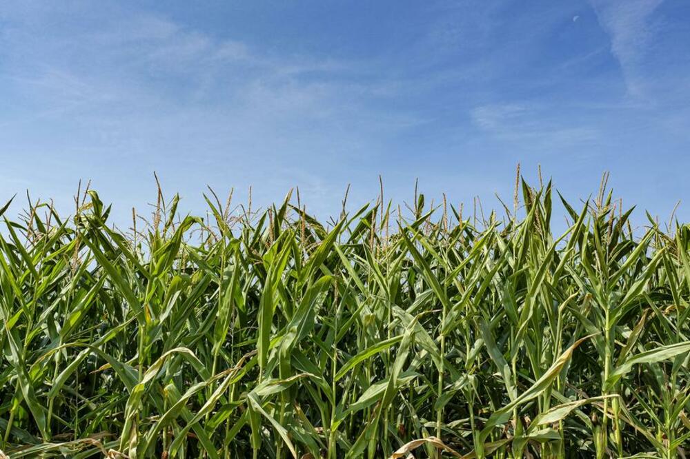 NEOBIČNA KRAĐA: Sa njive ukradeno oko 4 tone kukuruza
