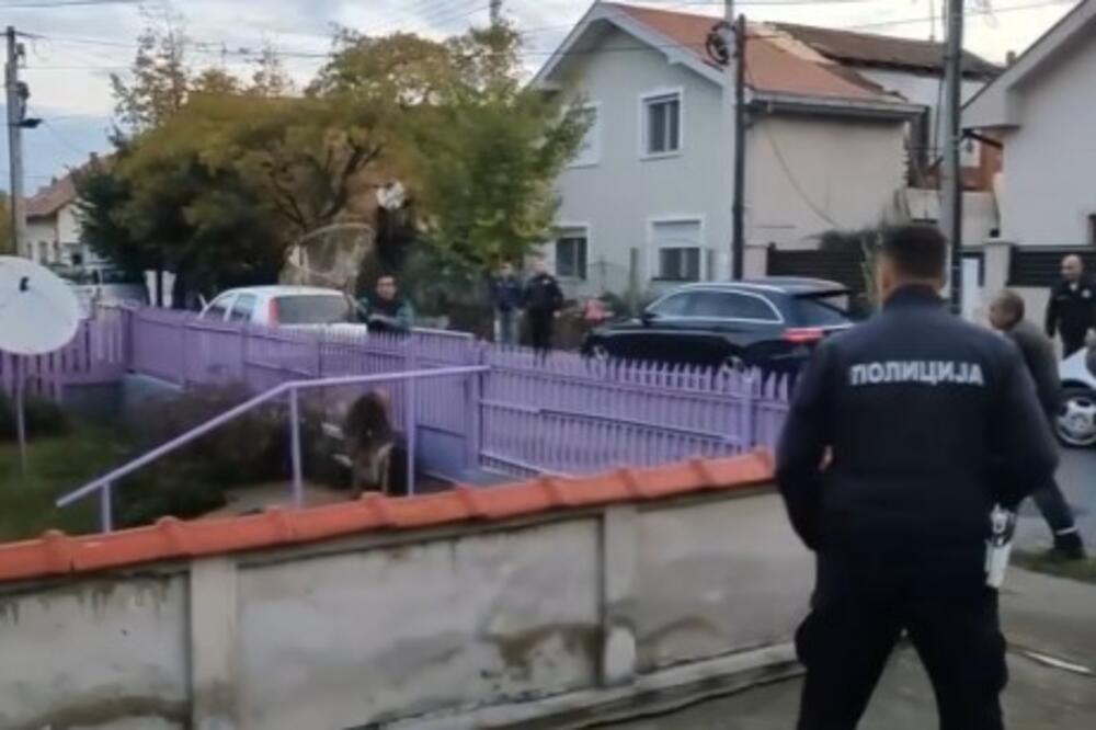 MISTERIJA! POŽAREVAC OD ZORE NA NOGAMA: Otkud jelen u centru grada kad ne žive u okolini?! Uhvaćen posle 4 sata potere (VIDEO)