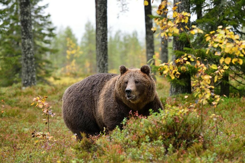 BEŽAO KOLIKO GA NOGE NOSE: Beranca napao medved dok je brao kleku u šumi!