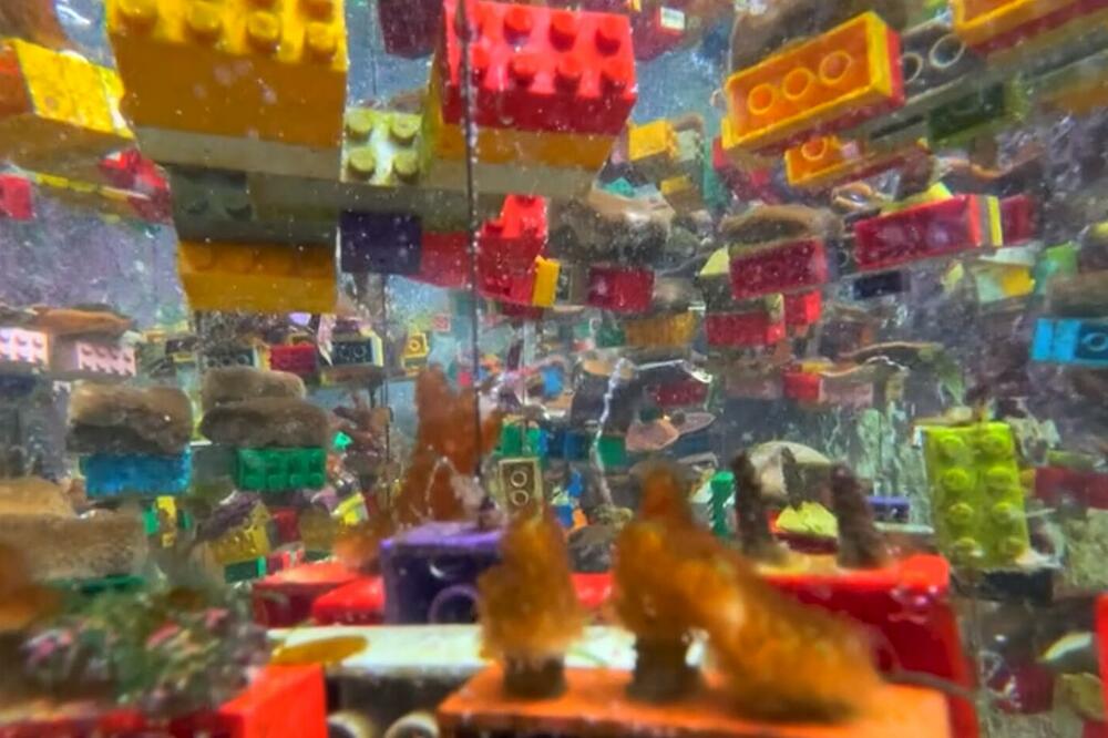 MOŽE LI LEGO DA SPASE KORALNI GREBEN? Naučnici na nesvakidašnji način pokušavaju da zaustave nestanak korala u Singapuru VIDEO
