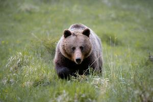SVRATIO DO ŠAVNIKA NEŠTO DA UZME: Mrki medved prošetao prometnim putem u Crnoj Gori VIDEO