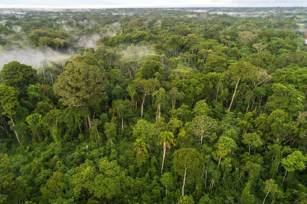 PLUĆA PLANETE NA IZDISAJU! AMAZONIJI PRETI KATAKLIZMA: Prašuma nadomak prelomne tačke, 390 milijardi stabala masovno će izumreti