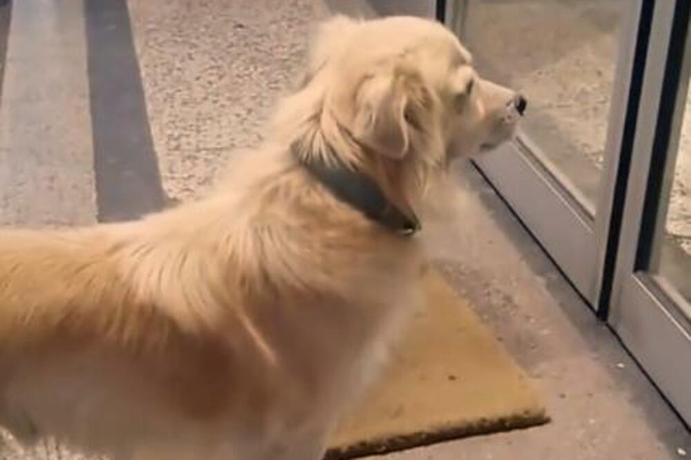 SNIMAK KOJI ĆE DIRNUTI I NAJTVRĐE SRCE: Ispred ulaza bolnice u Prijepolju verni pas čeka svog vlasnika SAMO DA OZDRAVI
