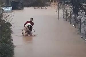 ISTRČAO SAM IZ KUĆE U DONJEM VEŠU: Hrabri Sarajlija spasao psa koji se zaglavio u živoj ogradi u nabujaloj reci VIDEO